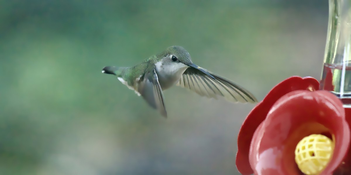 Ruby-throated Hummingbird - Richard Wolfert
