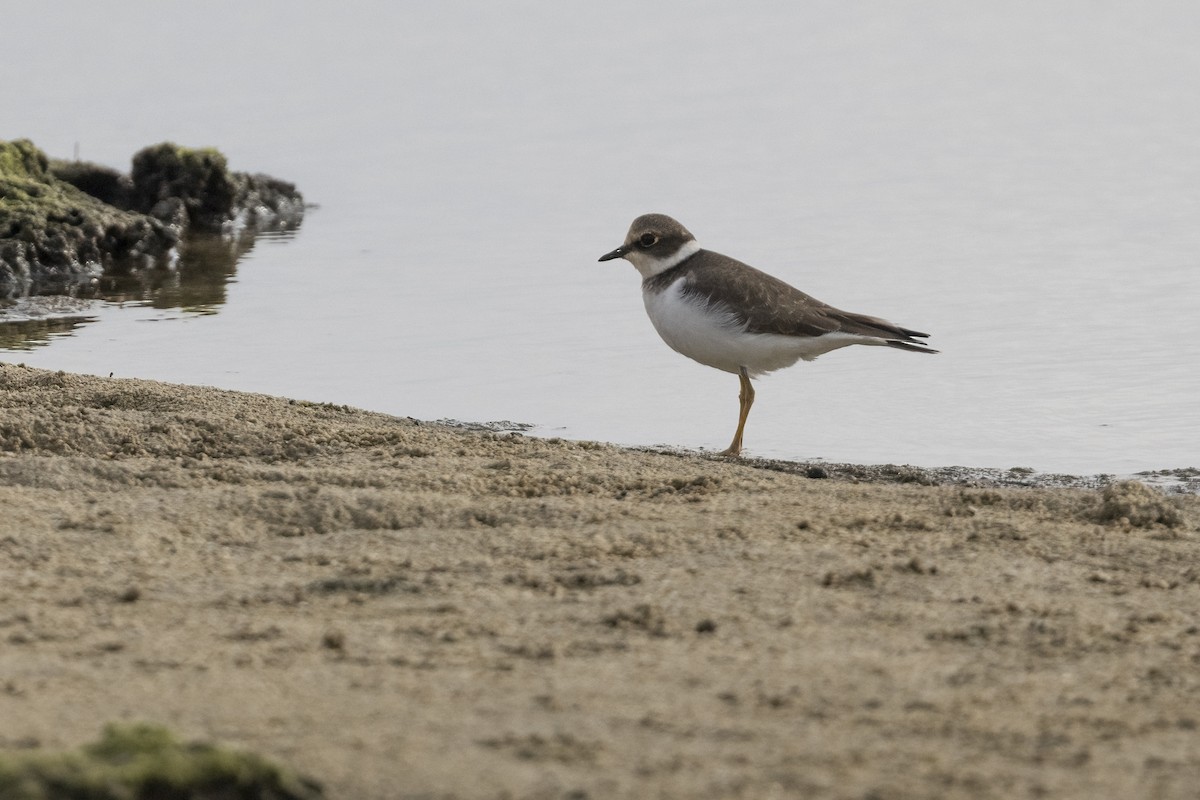 Little Ringed Plover - ML611379932