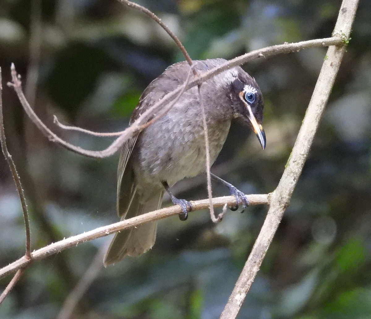 Bridled Honeyeater - ML611379952