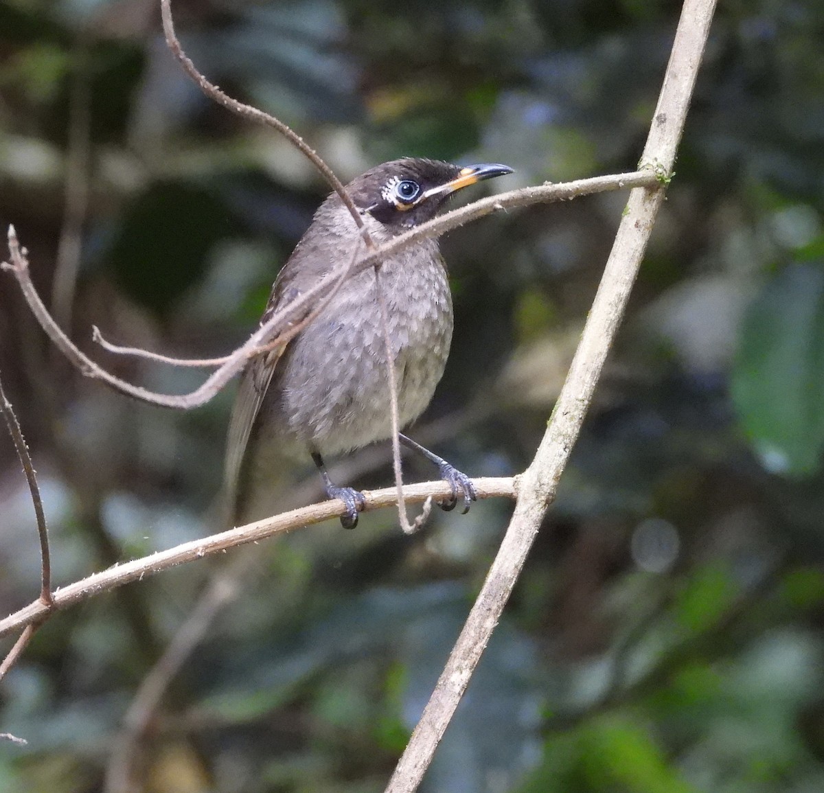 Bridled Honeyeater - ML611379953