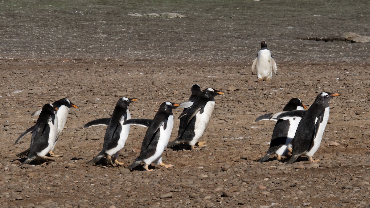 Gentoo Penguin - Rosemary joganic