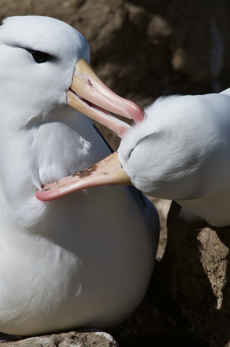 Black-browed Albatross - ML611379982