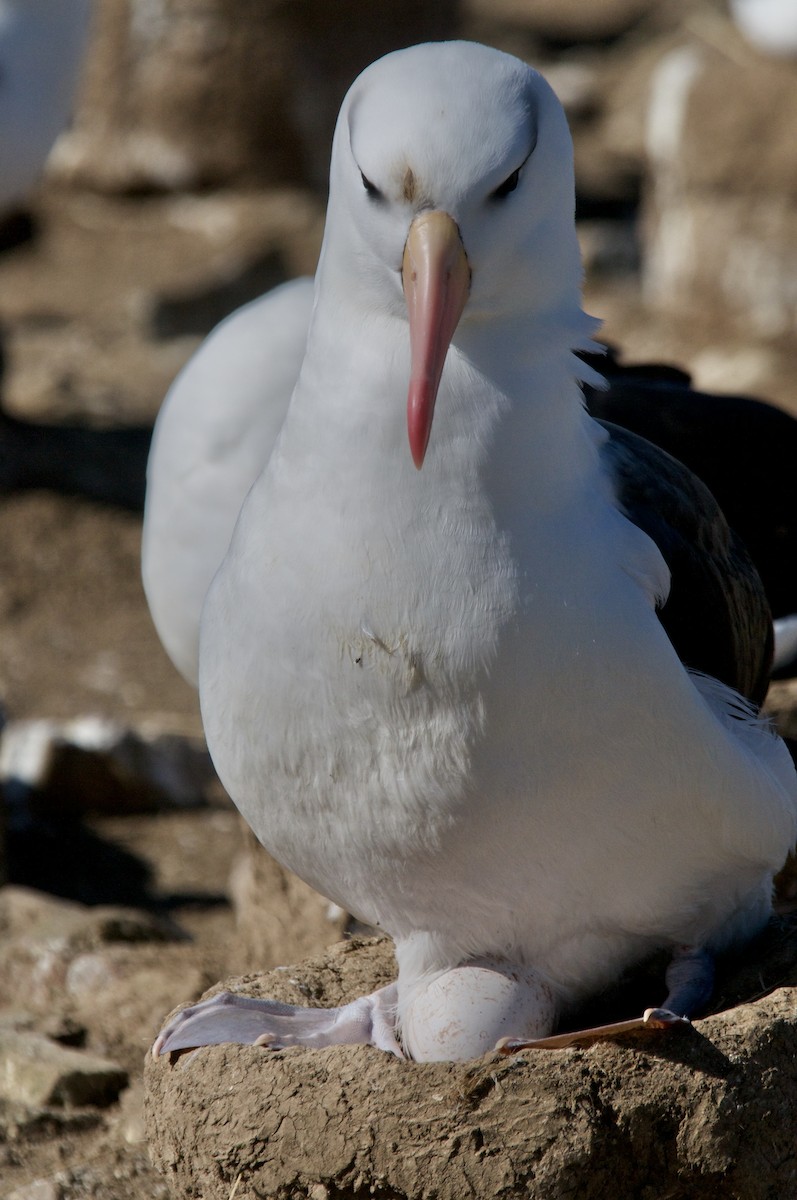 Kara Kaşlı Albatros - ML611379983