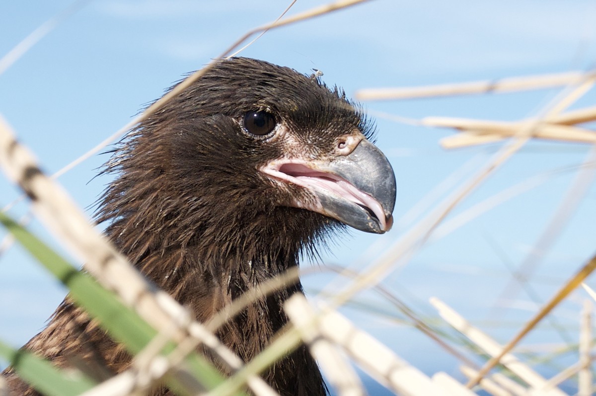 Striated Caracara - Rosemary joganic