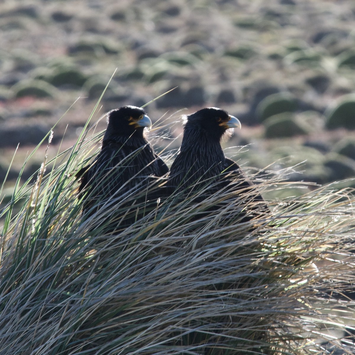 Striated Caracara - Rosemary joganic