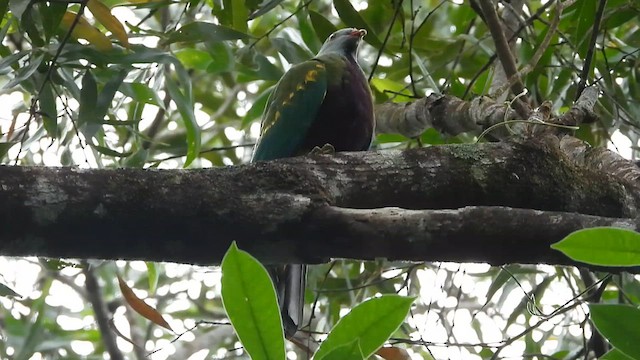 Wompoo Fruit-Dove - ML611380025