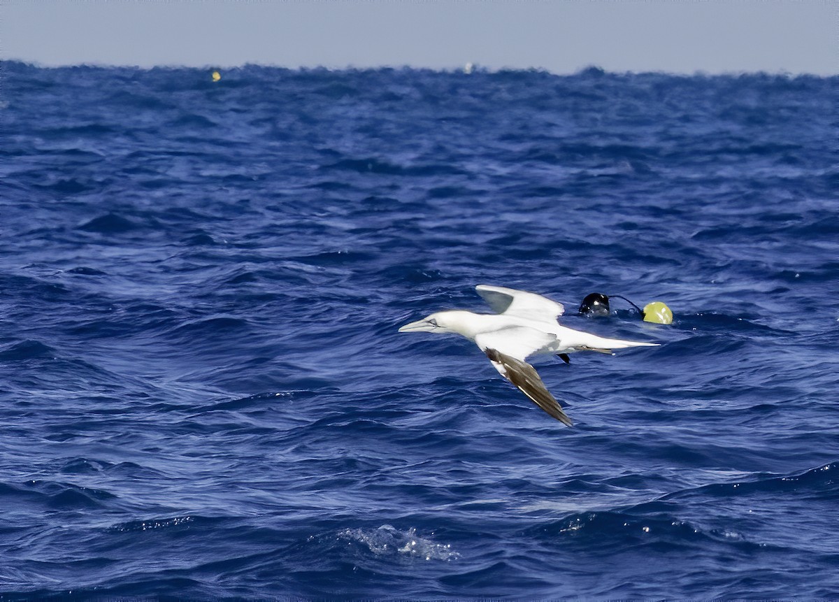 Northern Gannet - Matthew Jolley