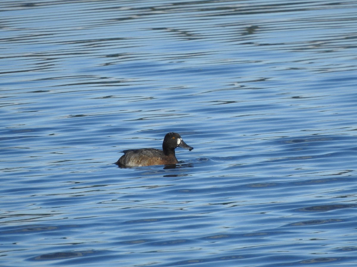 Lesser Scaup - ML611380175