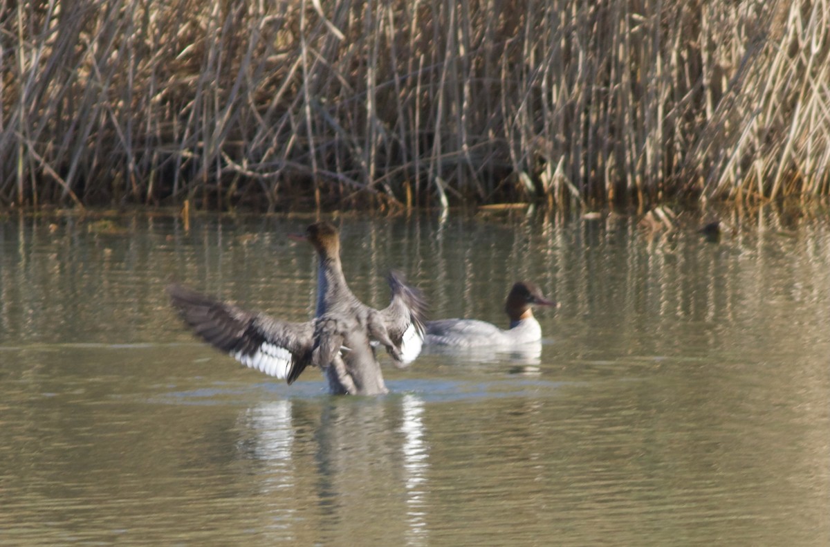 Red-breasted Merganser - ML611380176