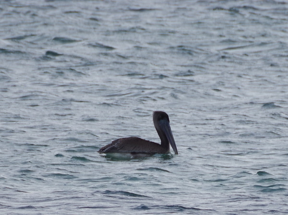 Brown Pelican - ML611380236