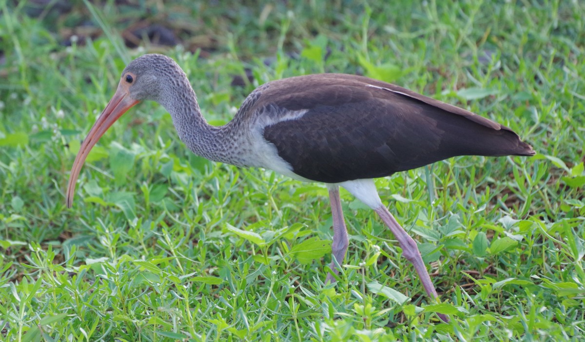 White Ibis - h rudy sawyer