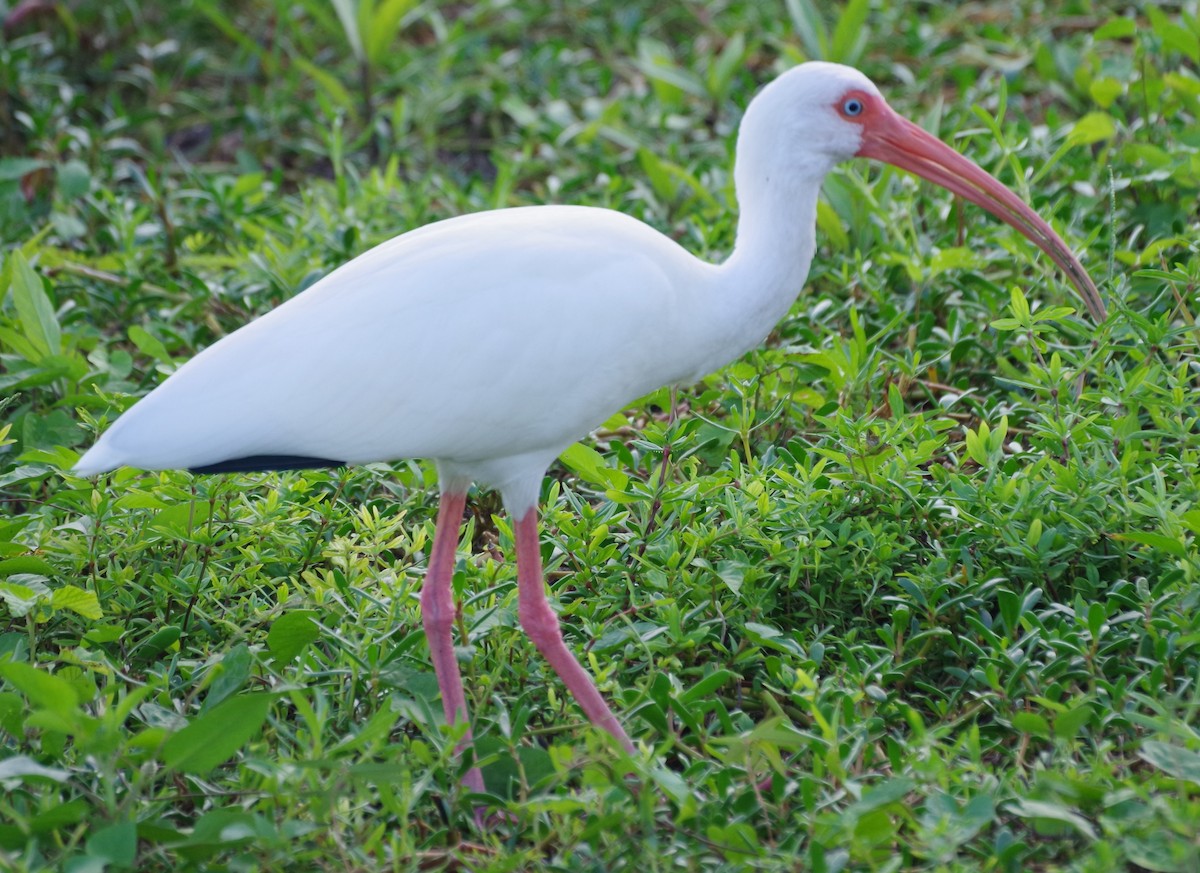 White Ibis - ML611380265