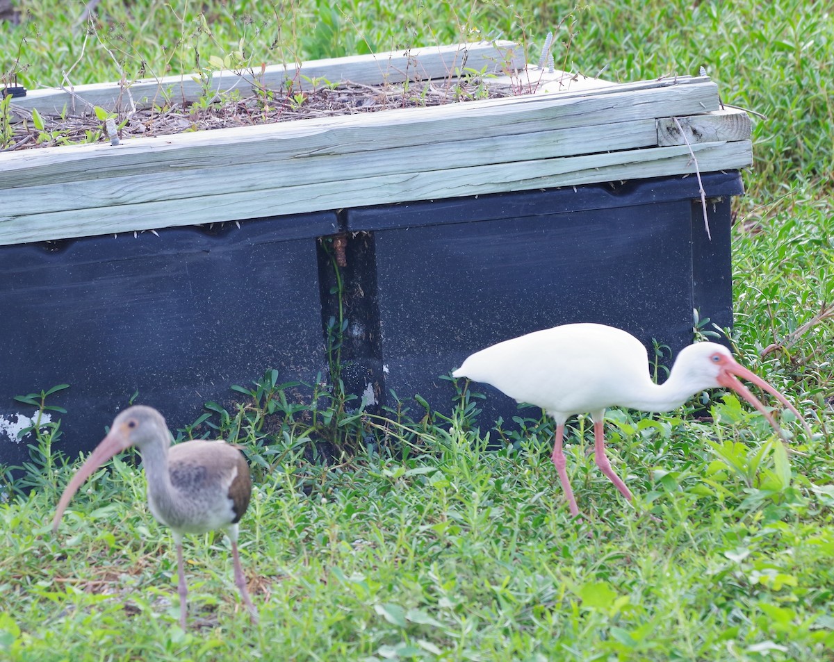 White Ibis - ML611380266