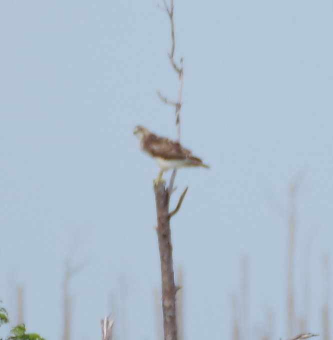 Águila Pescadora - ML611380287