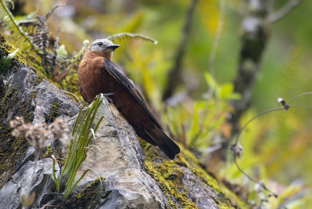 Cliff Flycatcher - ML611380288