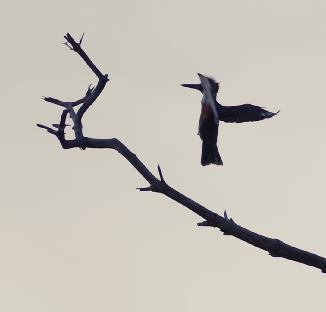 Belted Kingfisher - ML611380320