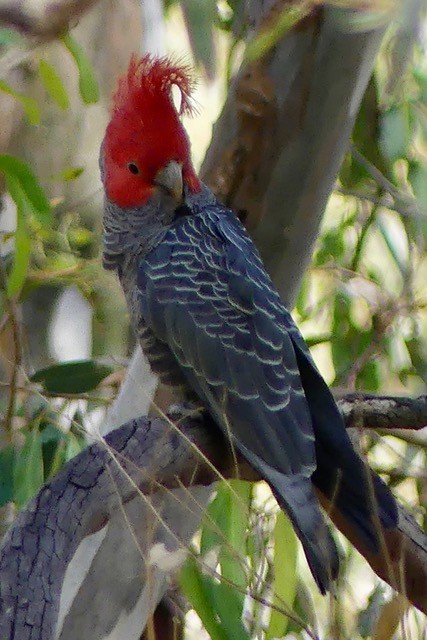 Gang-gang Cockatoo - Valerie La May