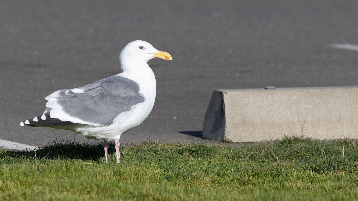 Western Gull - Liam Hutcheson