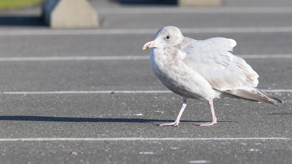 Western x Glaucous-winged Gull (hybrid) - Liam Hutcheson