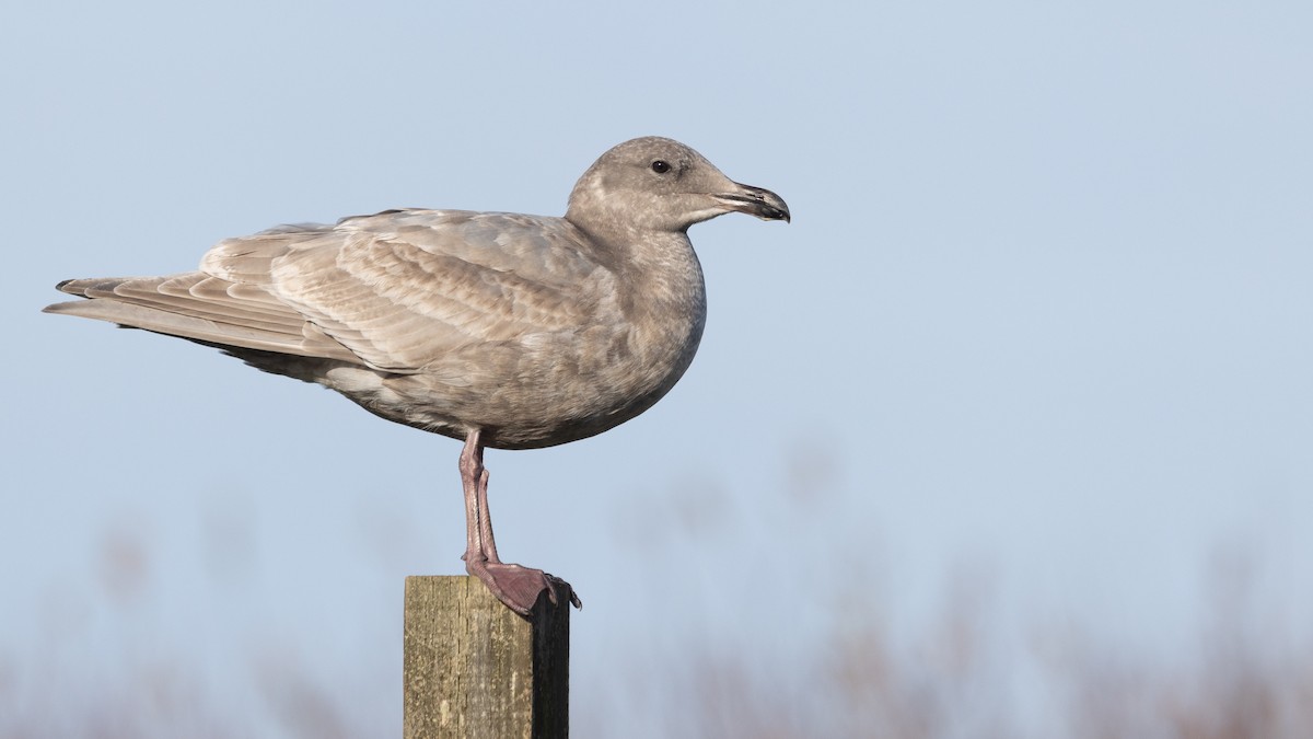 Hybride Goéland d'Audubon x G. à ailes grises - ML611380418