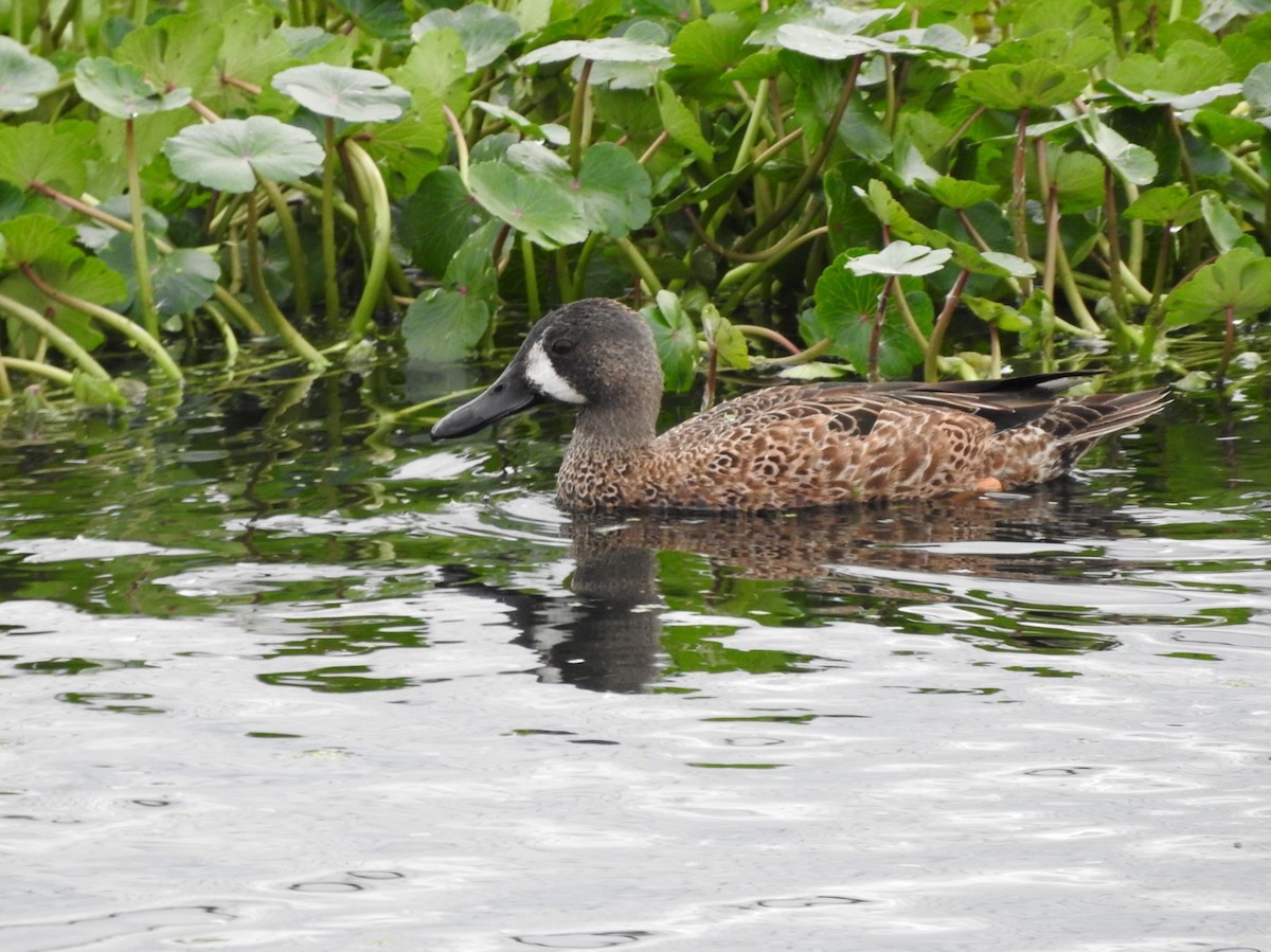 Blue-winged Teal - ML611380433