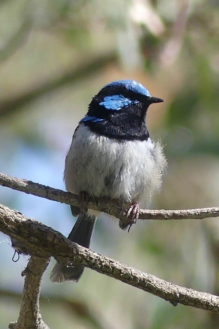 Superb Fairywren - Valerie La May