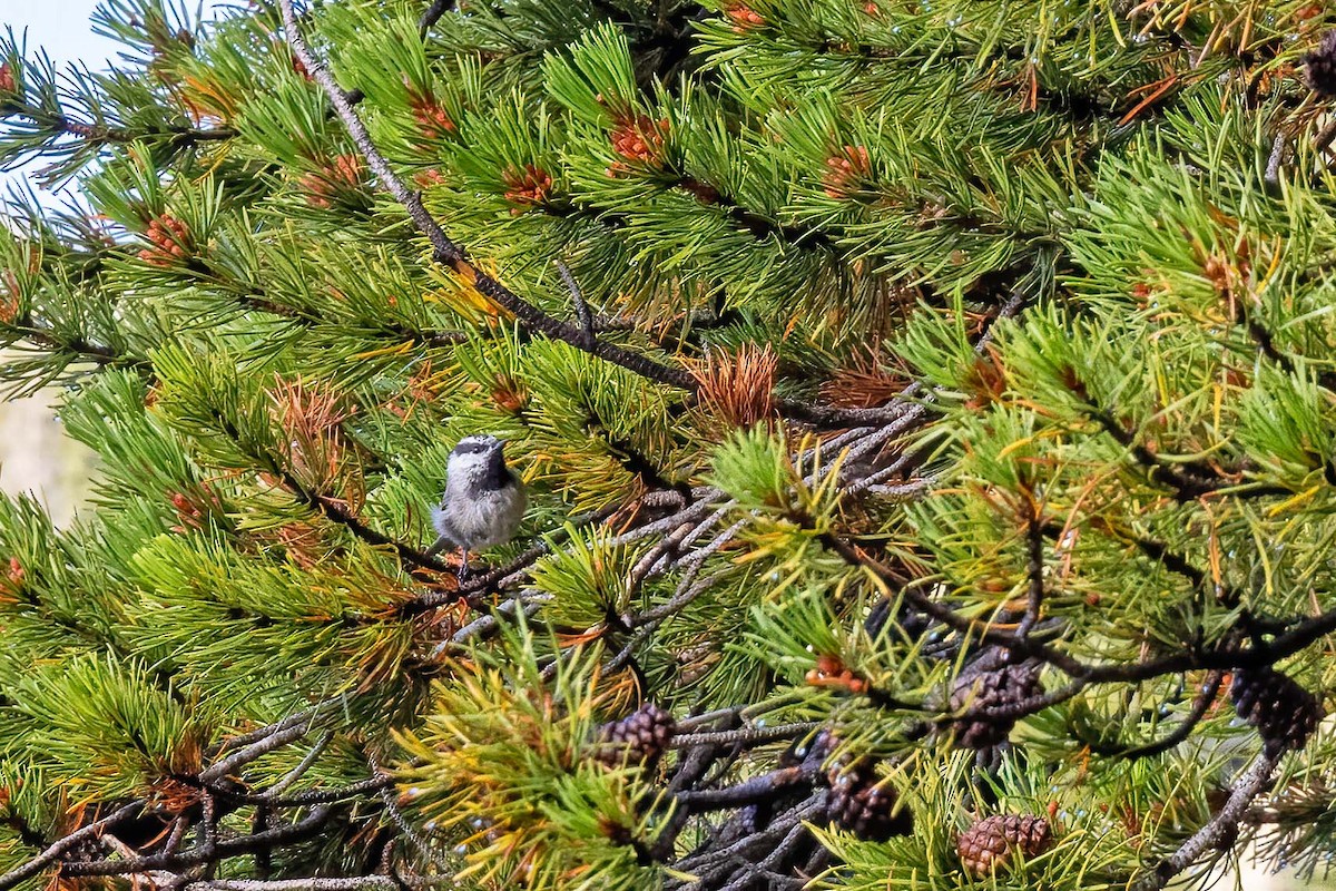 Mountain Chickadee (Rocky Mts.) - ML611380479