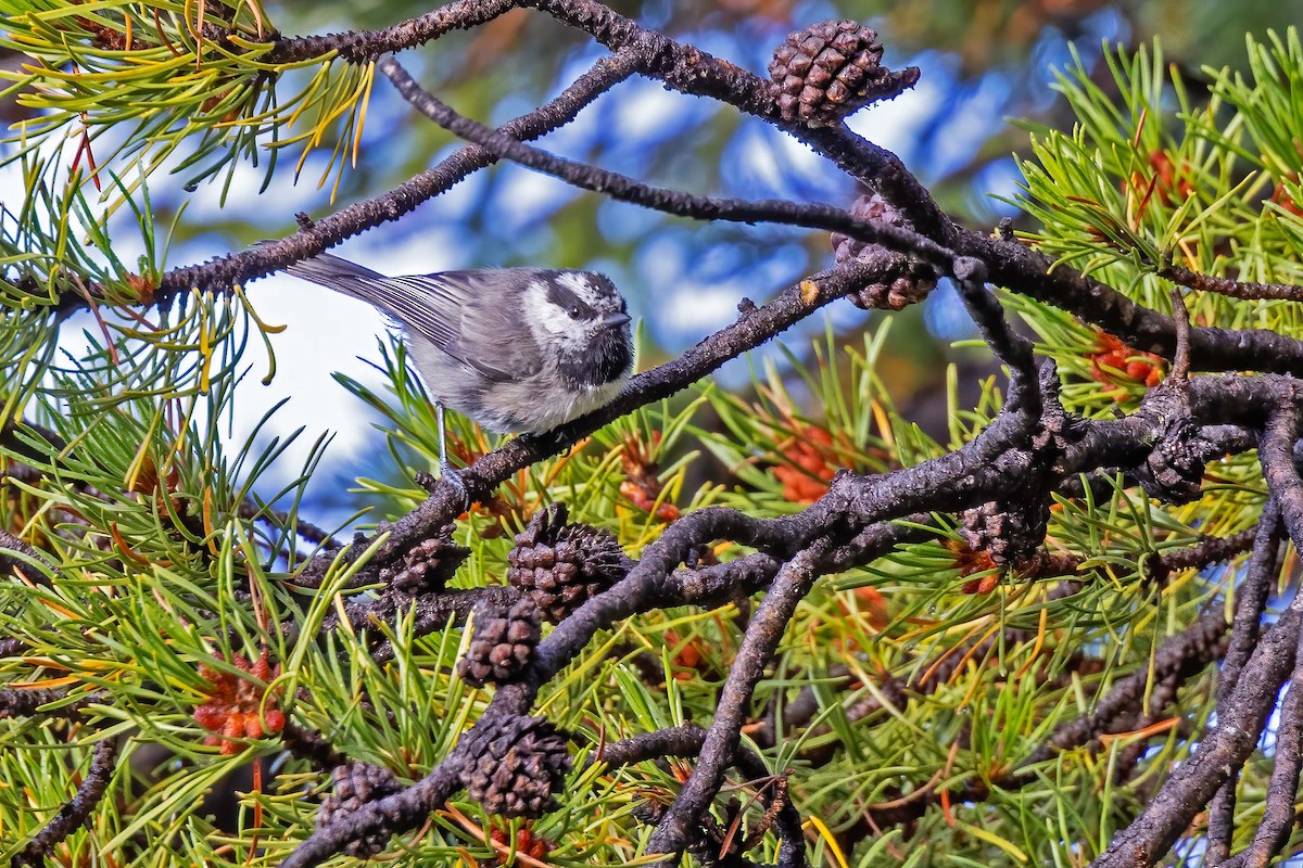 Mountain Chickadee (Rocky Mts.) - ML611380481