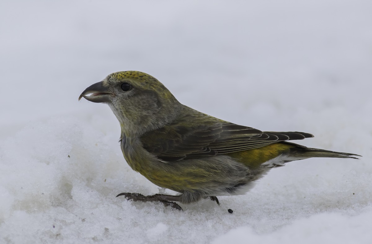 Red Crossbill - ML611380498