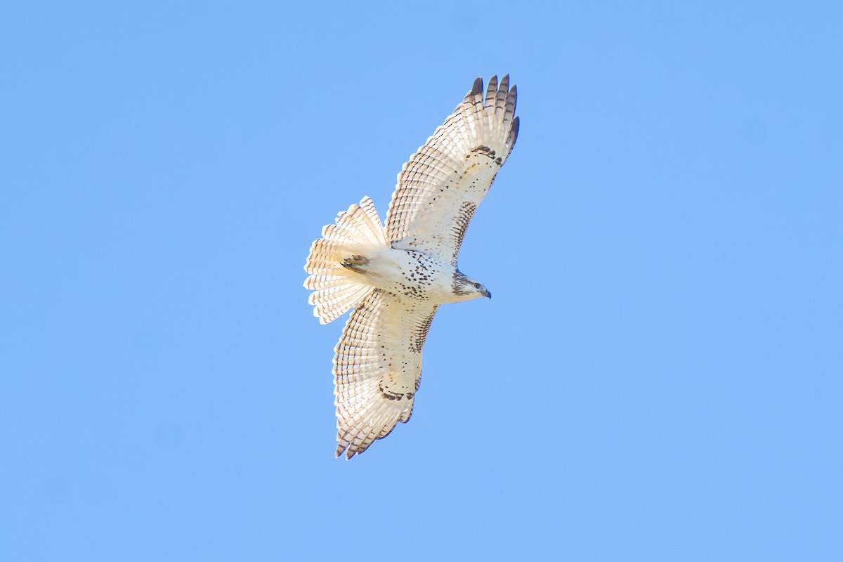 Red-tailed Hawk - ML611380506