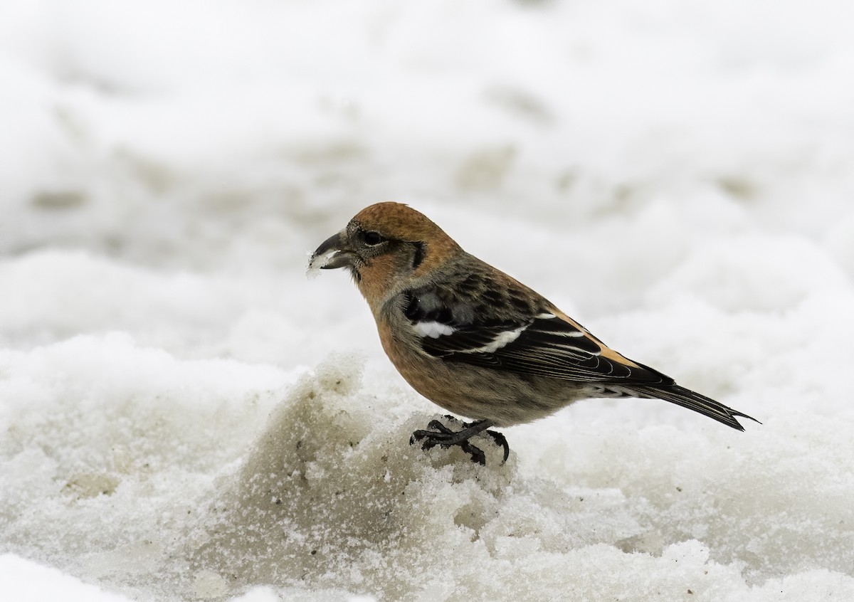 White-winged Crossbill - ML611380515