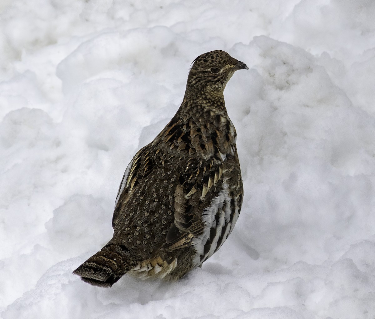 Ruffed Grouse - Matthew Jolley