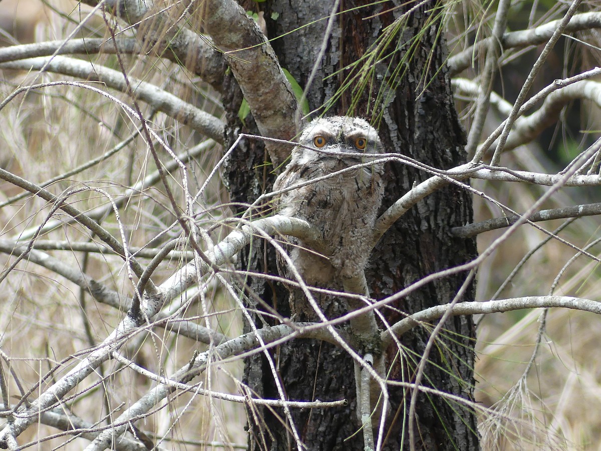 Tawny Frogmouth - ML611380546