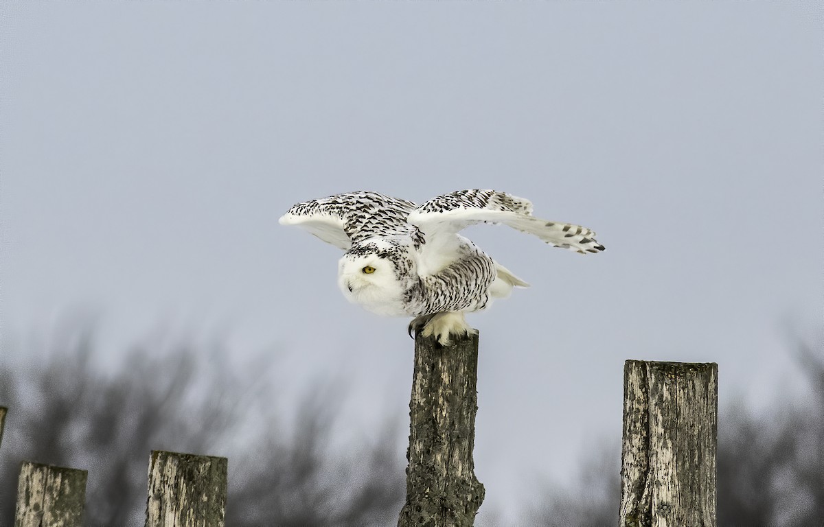 Snowy Owl - Matthew Jolley