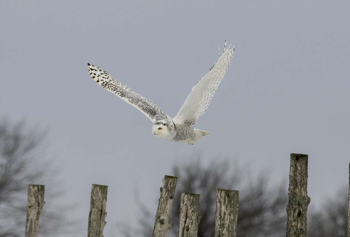 Snowy Owl - Matthew Jolley