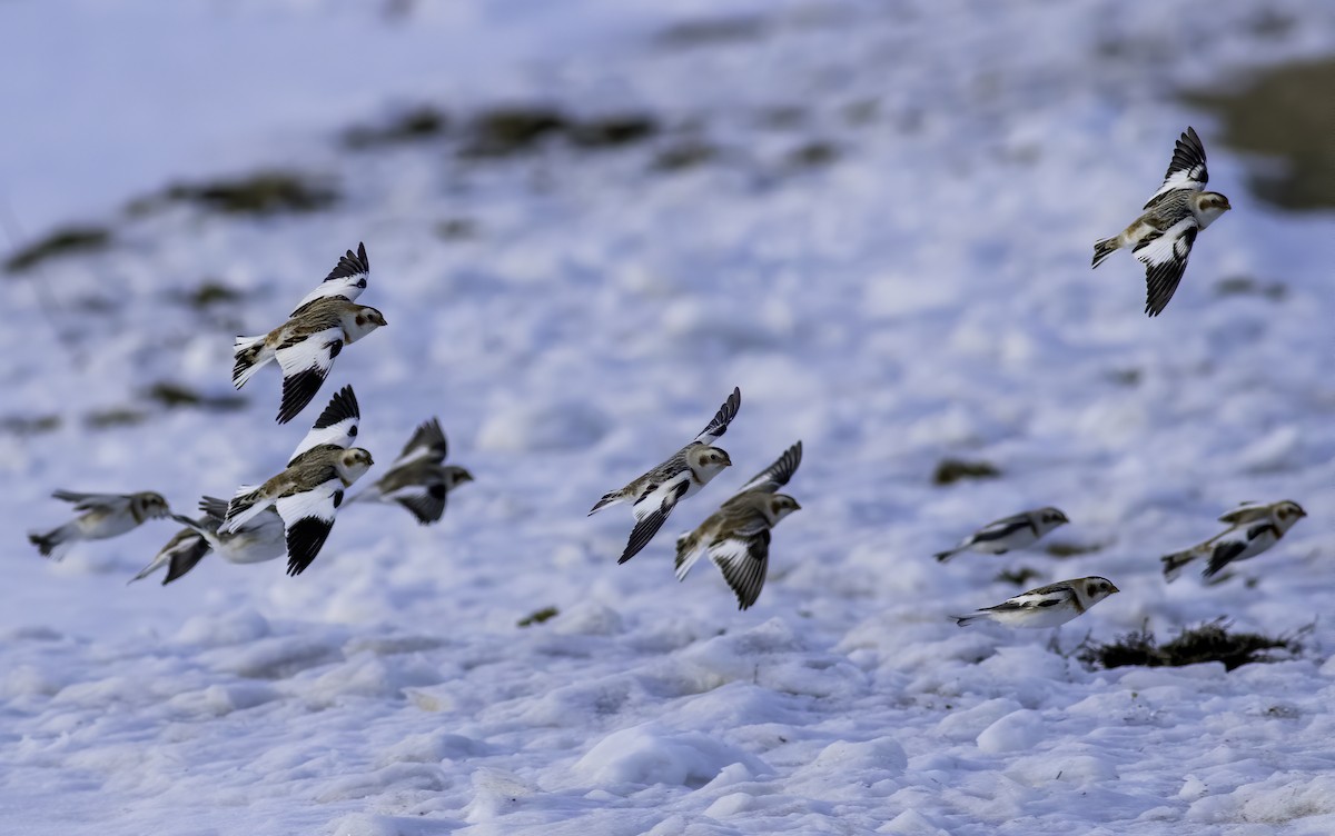 Snow Bunting - ML611380597