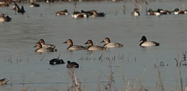 Canvasback - ML611380637