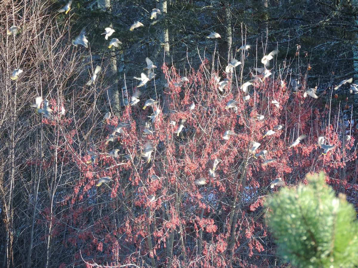 Bohemian Waxwing - ML611380643