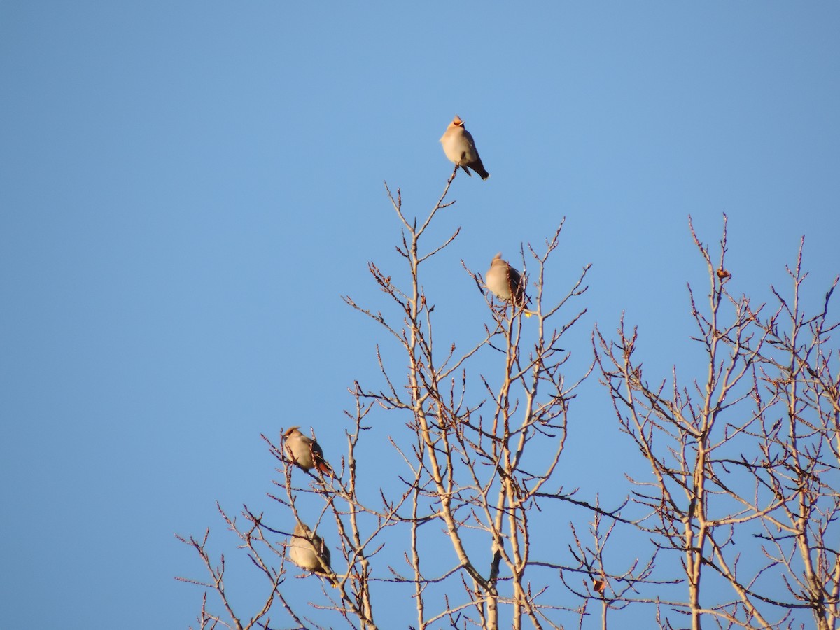 Bohemian Waxwing - ML611380644