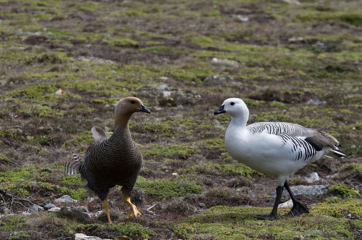 Upland Goose - ML611380693