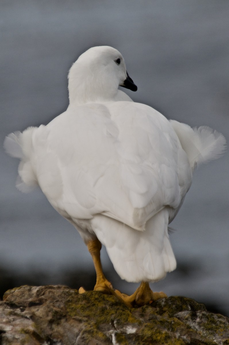 Kelp Goose - Rosemary joganic