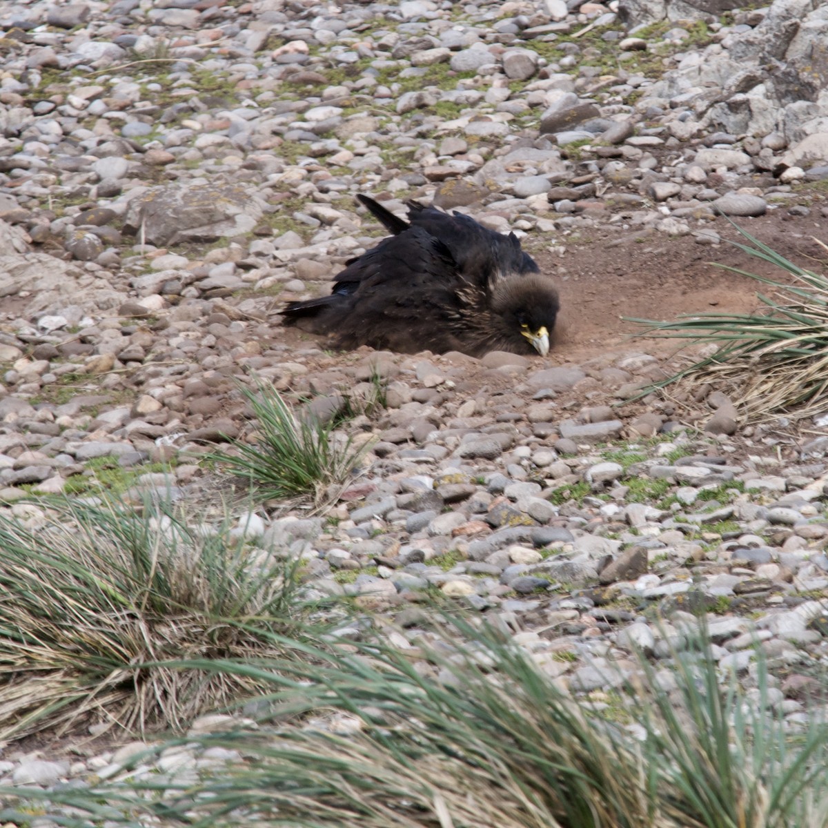 Striated Caracara - Rosemary joganic