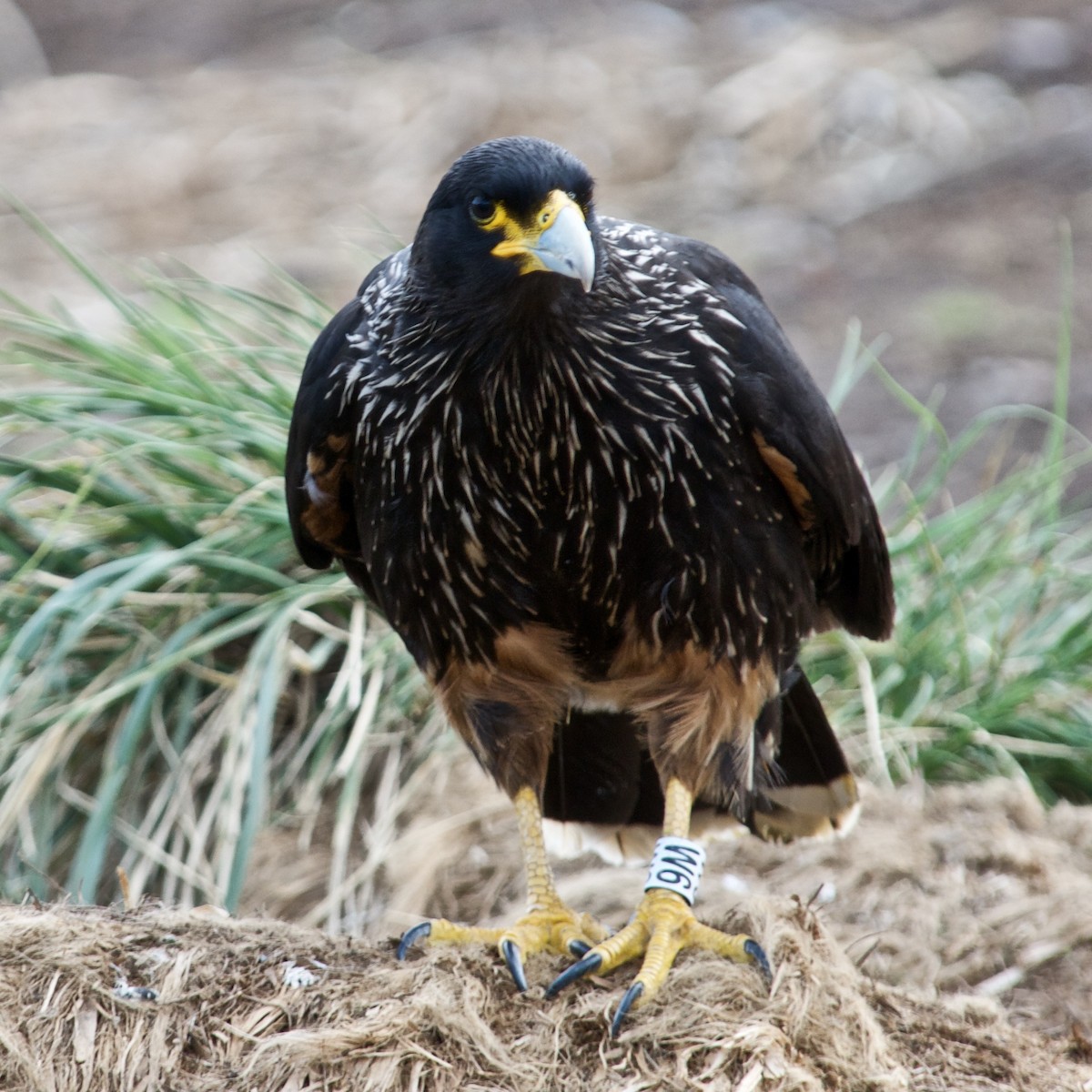 Striated Caracara - Rosemary joganic