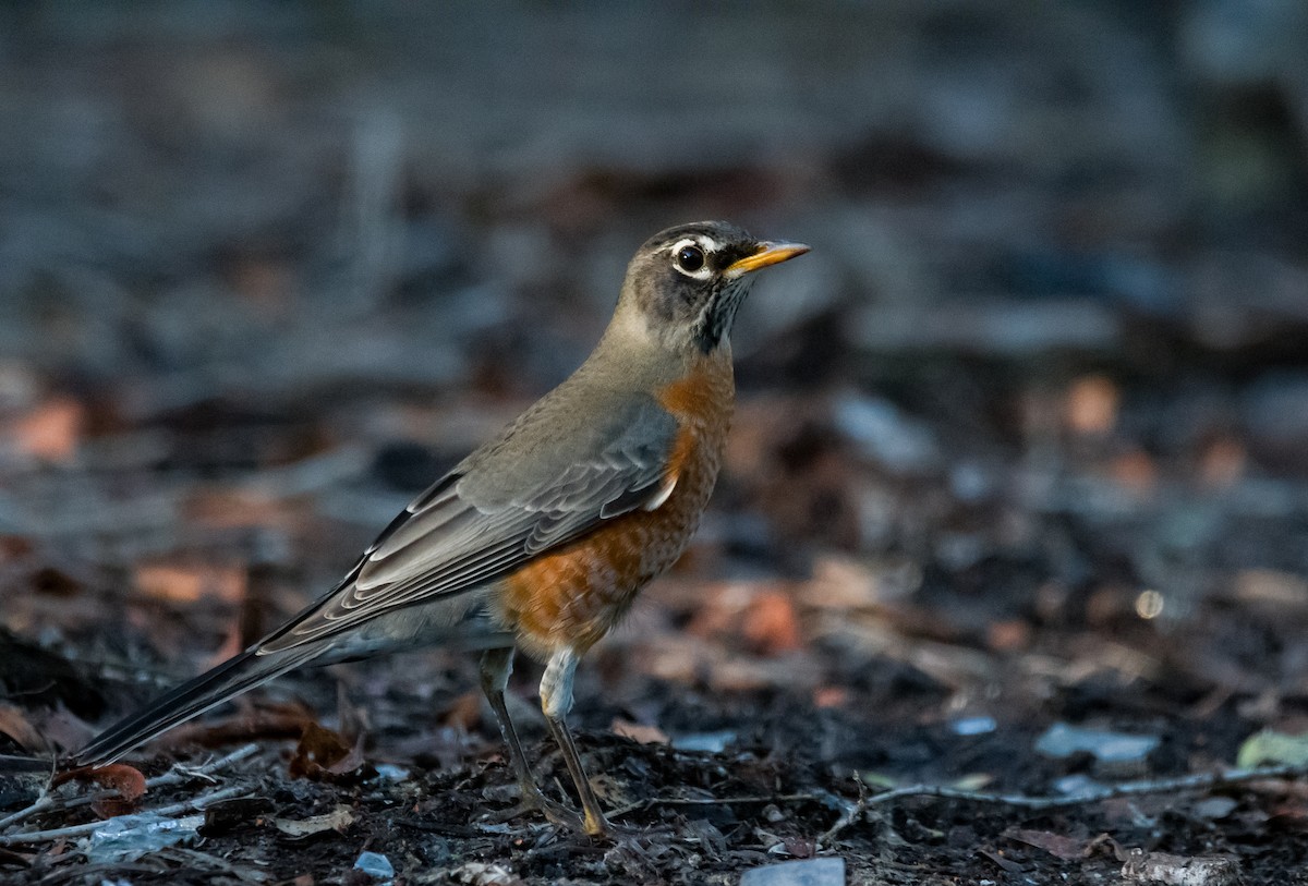 American Robin - ML611380794