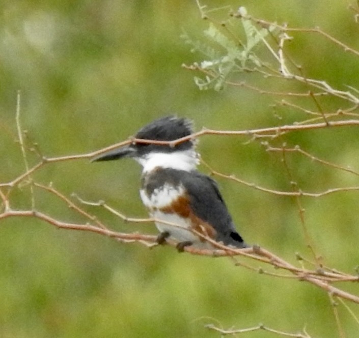 Belted Kingfisher - ML611380812