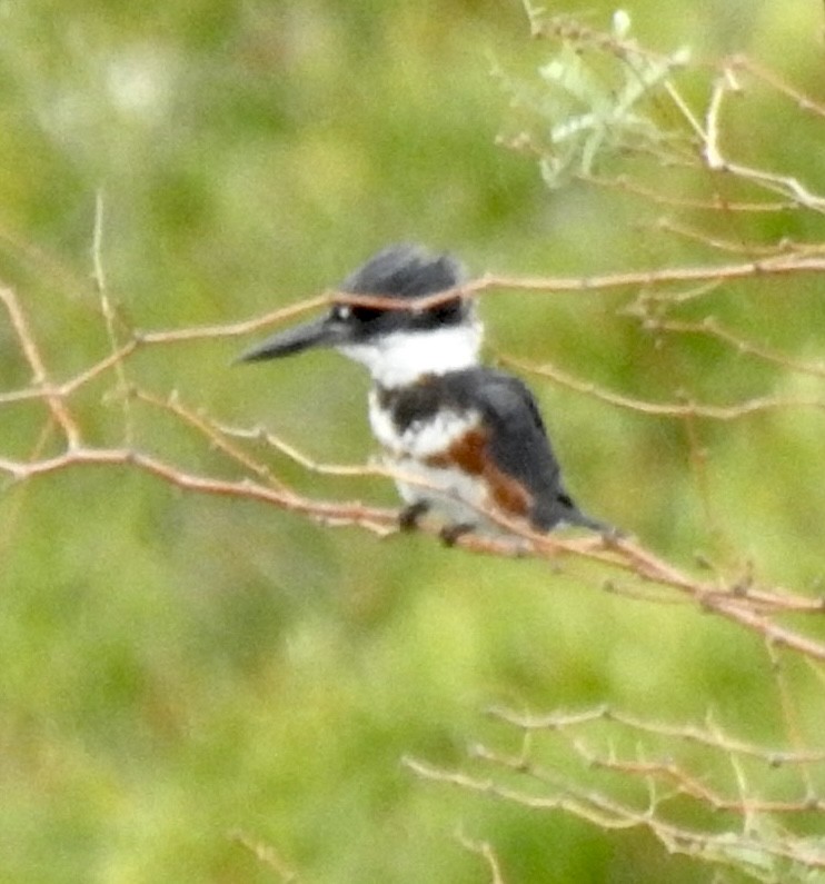 Belted Kingfisher - ML611380813