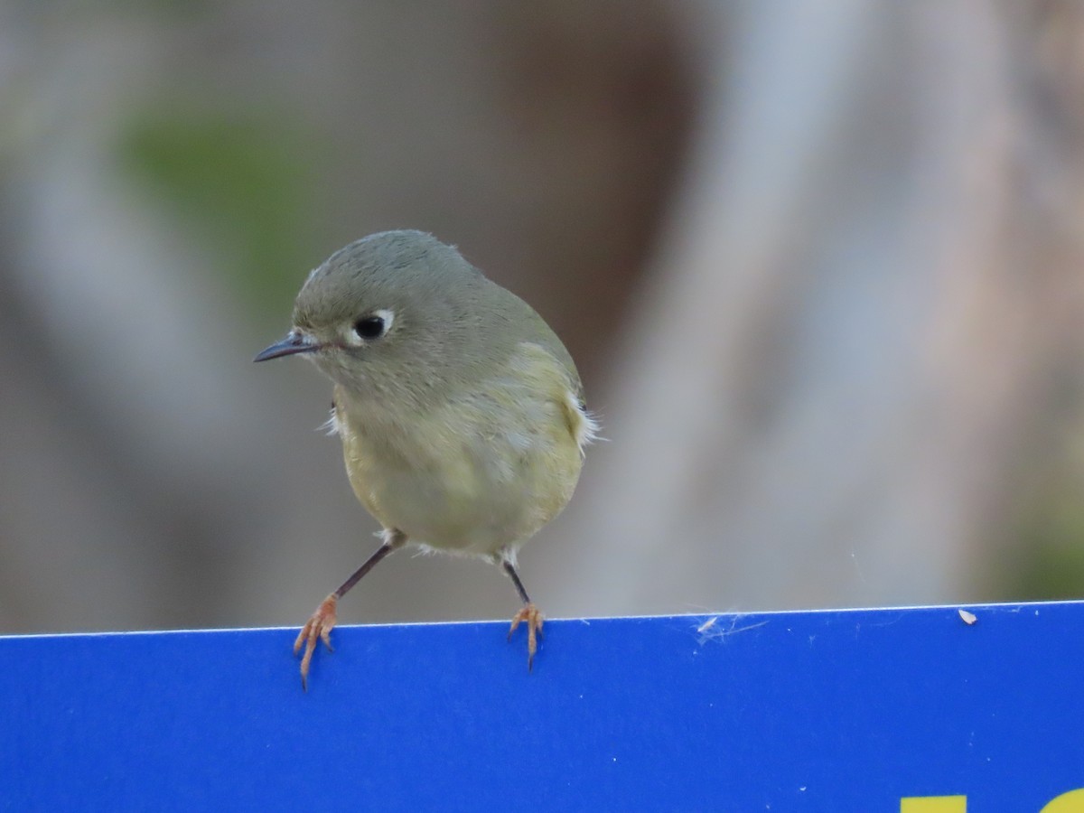 Ruby-crowned Kinglet - ML611380877