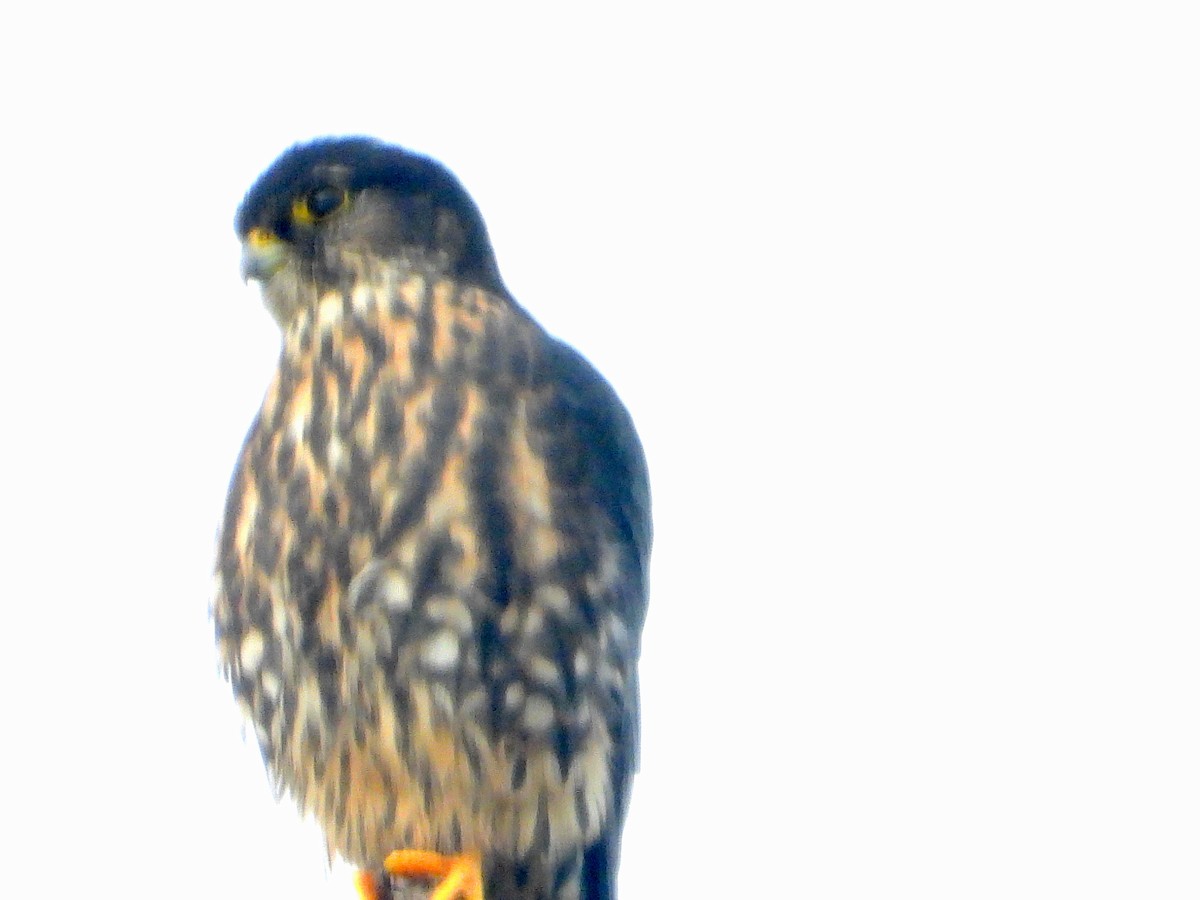 American Kestrel - Farshad Pourmalek