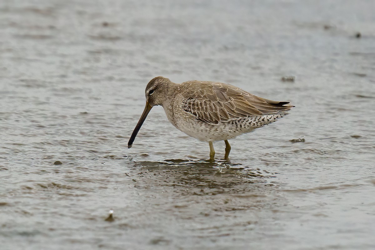 Short-billed Dowitcher - Bryan Box