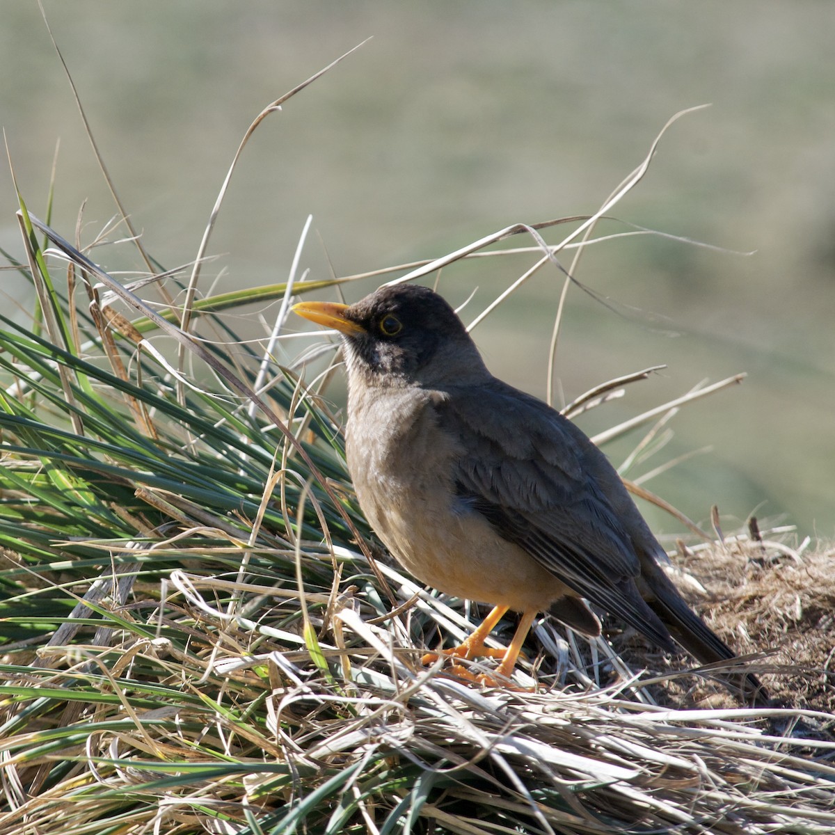 Austral Thrush - ML611381053